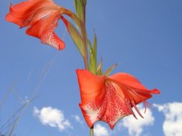 Gladiolus saundersii inflorescence